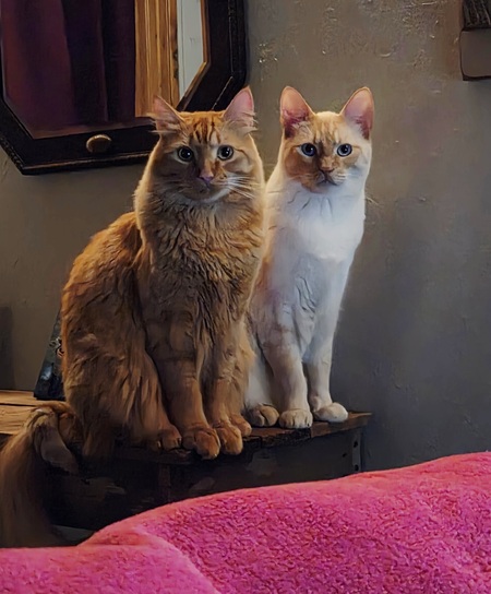 Entry image for Chuck Norris & Bruce Lee. Clicking this image will show a larger photo