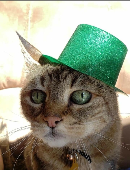 Entry image for Mew. Clicking this image will show a larger photo