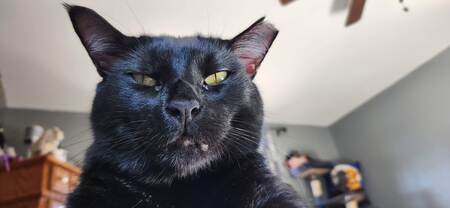 Entry image for Midnight. Clicking this image will show a larger photo