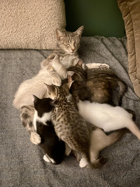 Entry image for Remi & Kittens. Clicking this image will show a larger photo