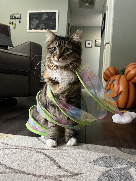 Entry image for Hazel. Clicking this image will show a larger photo