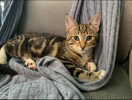 Entry image for Nebula. Clicking this image will show a larger photo