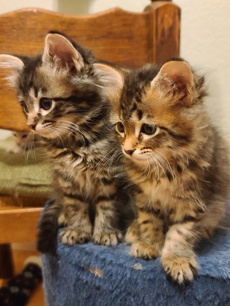 Entry image for Gwendolyn & Amelia . Clicking this image will show a larger photo