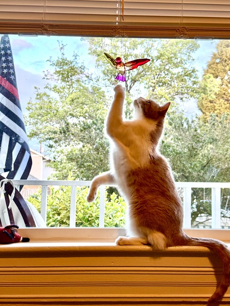 Entry image for Scottie. Clicking this image will show a larger photo