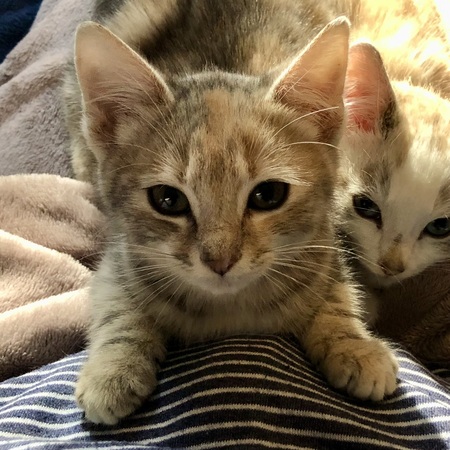 Entry image for Pepper & Otis. Clicking this image will show a larger photo