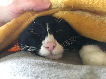 Entry image for Dino. Clicking this image will show a larger photo