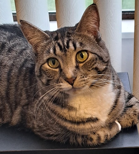 Entry image for Prince Edward L Scissorpaws I . Clicking this image will show a larger photo