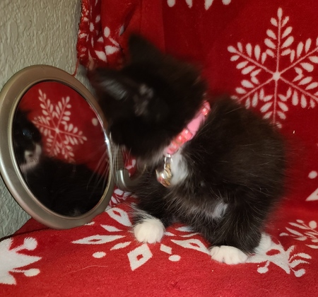 Entry image for Elizabeth Taylor. Clicking this image will show a larger photo