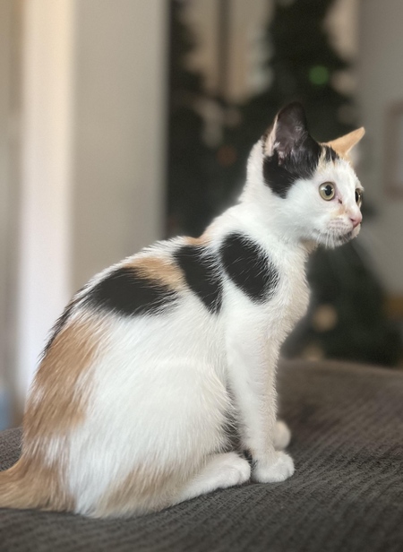 Entry image for Foster Kitty . Clicking this image will show a larger photo