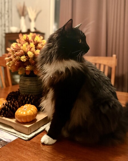 Entry image for Sir Andrew McFluffin. Clicking this image will show a larger photo