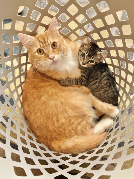 Entry image for Mikey & Nemo. Clicking this image will show a larger photo