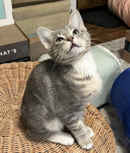 Entry image for StanLee. Clicking this image will show a larger photo