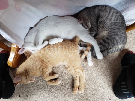 Entry image for Gizmo, JazzPurr, & Ziggy. Clicking this image will show a larger photo