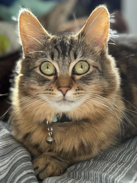 Entry image for Princess Grace. Clicking this image will show a larger photo