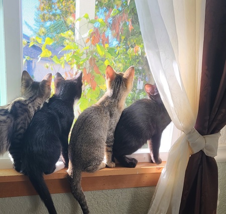 Entry image for Foster Kitties . Clicking this image will show a larger photo