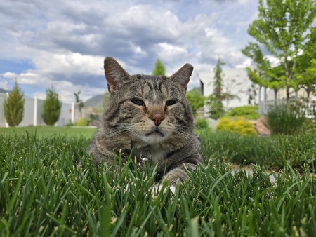 Entry image for Lord Andrè Cornelious Beefsteak. Clicking this image will show a larger photo