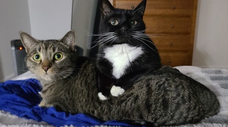 Entry image for Niko & Luna. Clicking this image will show a larger photo