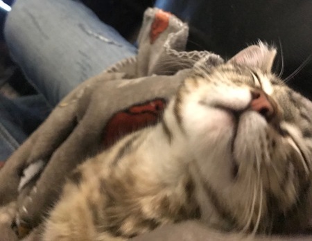 Entry image for Layla. Clicking this image will show a larger photo