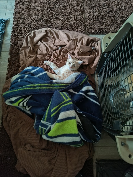 Entry image for Phineas. Clicking this image will show a larger photo