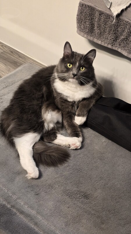 Entry image for Dolly. Clicking this image will show a larger photo