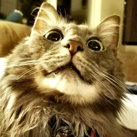 Entry image for Greyling. Clicking this image will show a larger photo