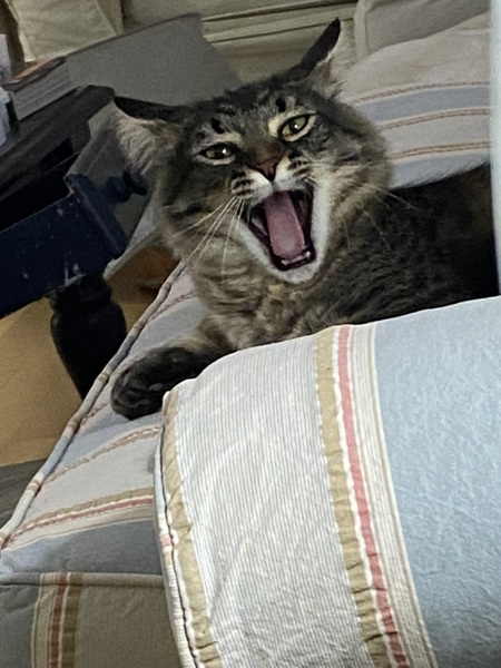 Entry image for Bodhi. Clicking this image will show a larger photo