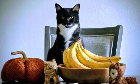 Entry image for Purr-sephone. Clicking this image will show a larger photo