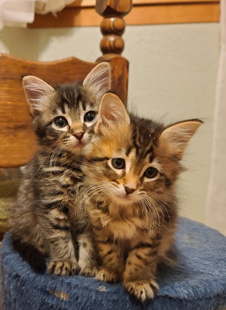 Entry image for Gwendolyn & Amelia . Clicking this image will show a larger photo