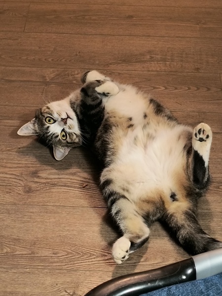 Entry image for Meep. Clicking this image will show a larger photo