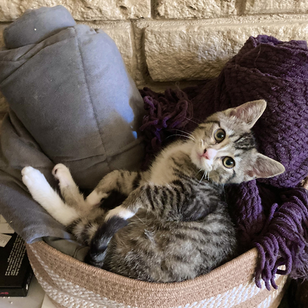 Entry image for Buffy. Clicking this image will show a larger photo