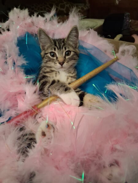 Entry image for Spirit. Clicking this image will show a larger photo