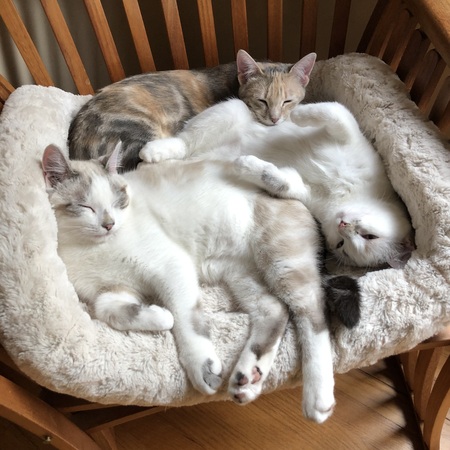 Entry image for Pepper, Otis, & Pearl. Clicking this image will show a larger photo