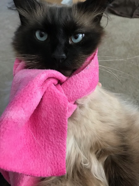 Entry image for Franklin. Clicking this image will show a larger photo