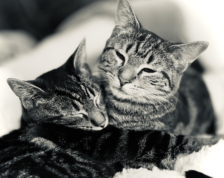 Entry image for Lilo & Nani. Clicking this image will show a larger photo