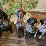 Entry image for Jake