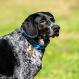 Entry image for Vern