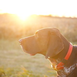 Entry image for Otto