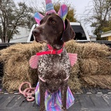 Entry image for SF SHARP SHOOTN GUNS N ROSES