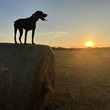 Entry image for Henry