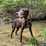 Entry image for Plata