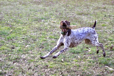 Entry image for Ivy. Clicking this image will show a larger photo