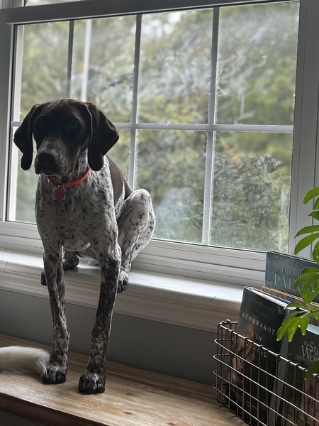 Entry image for Buck Wilde. Clicking this image will show a larger photo