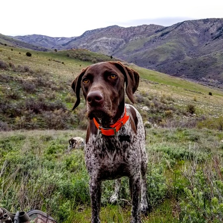 Entry image for Orvis. Clicking this image will show a larger photo