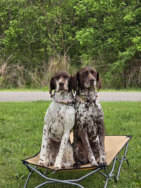 Entry image for Bella Rose & Dixie Lou. Clicking this image will show a larger photo