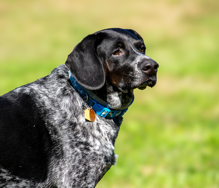 Entry image for Vern. Clicking this image will show a larger photo