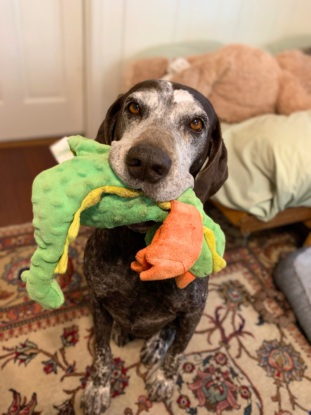 Entry image for Momo. Clicking this image will show a larger photo