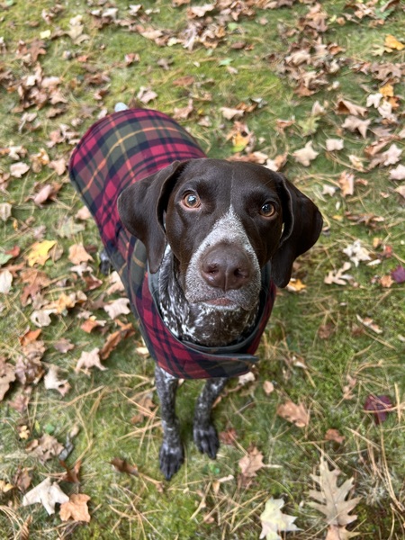 Entry image for Sonny . Clicking this image will show a larger photo