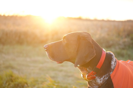 Entry image for Otto. Clicking this image will show a larger photo