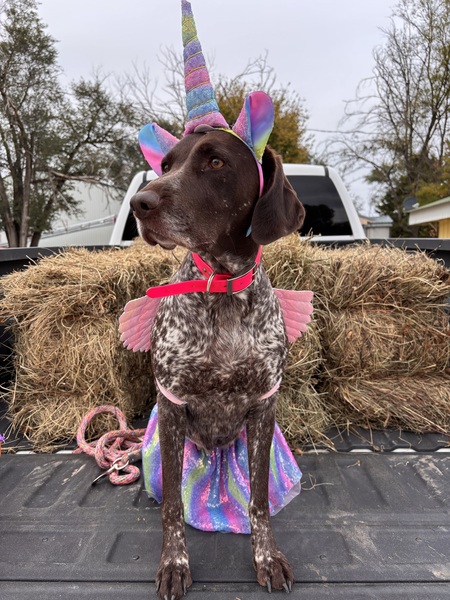 Entry image for SF SHARP SHOOTN GUNS N ROSES. Clicking this image will show a larger photo