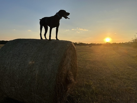 Entry image for Henry. Clicking this image will show a larger photo